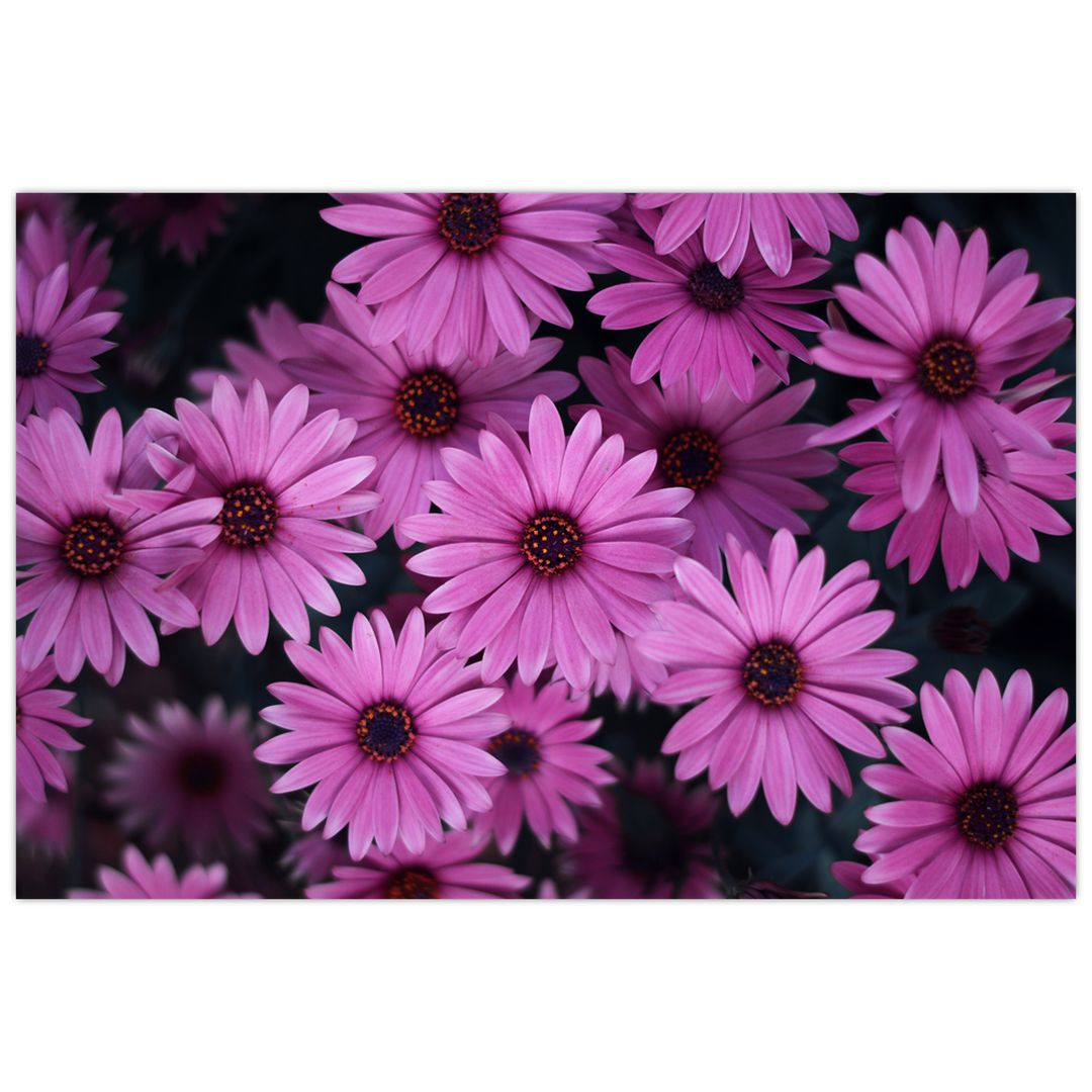 Obraz růžových květů (V020923V12080)
