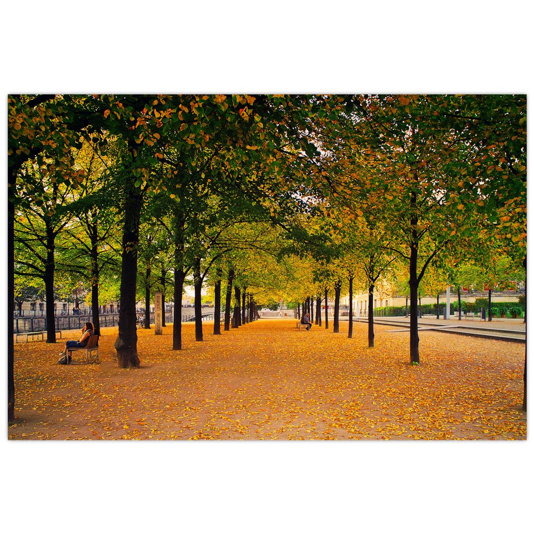 Obraz aleje podzimních stromů (V020953V12080)