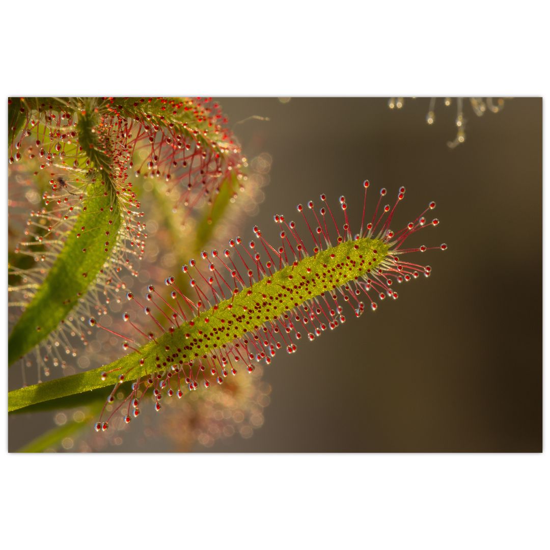 Obraz rostliny (V020984V12080)