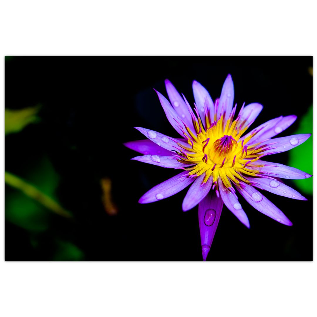 Obraz květiny (V021017V12080)