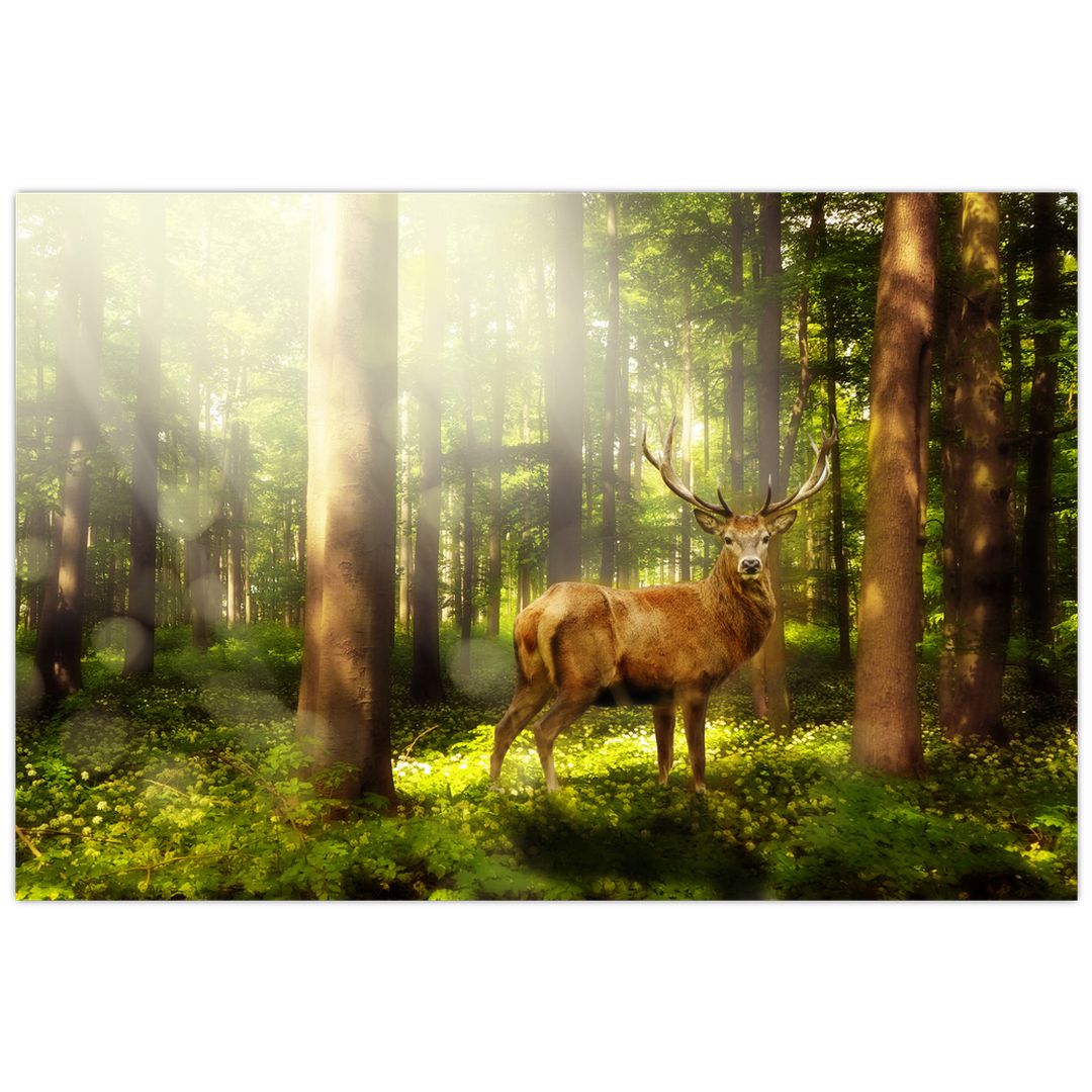 Obraz jelena v lese (V021263V12080)