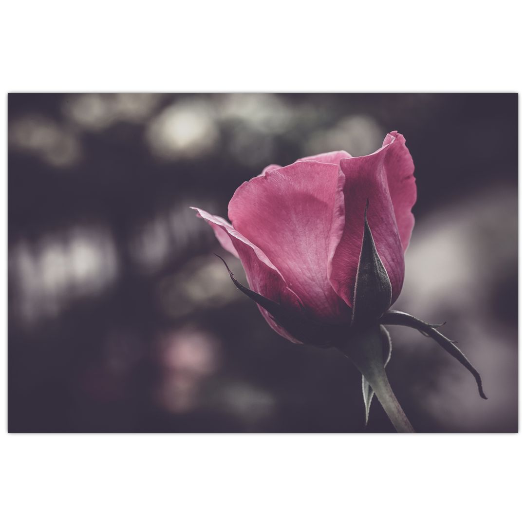 Tablou - Detaliu florii de trandafir (V022091V12080)