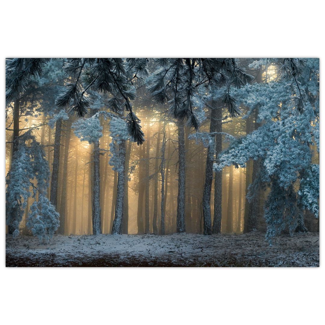 Obraz zasněženého lesa (V022318V12080)