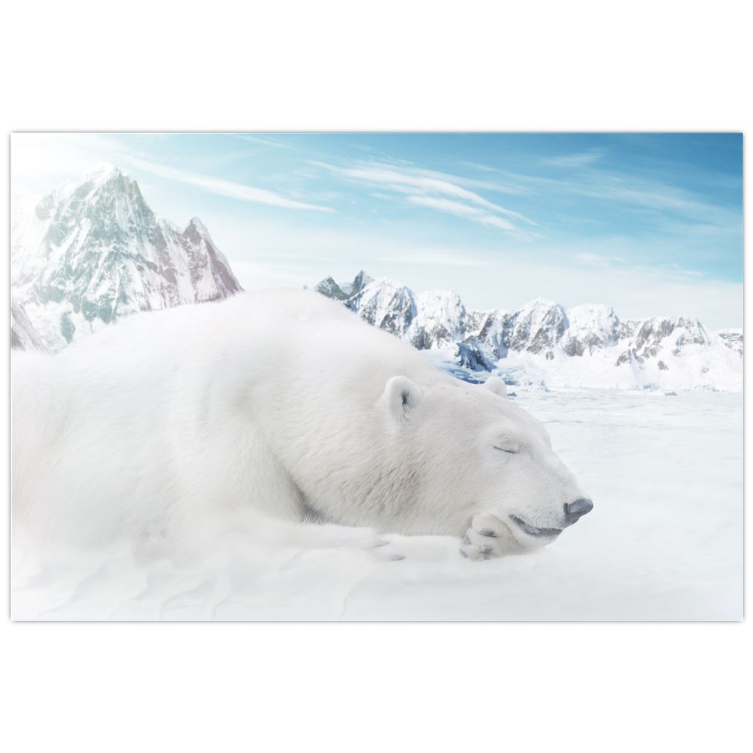 Obraz - Lední medvěd (V022322V12080)