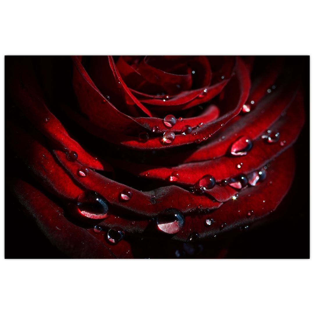 Obraz - Detail růže (V022324V12080)