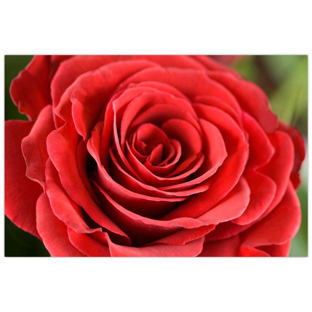 Tablou - Flori de trandafir (V022563V12080)