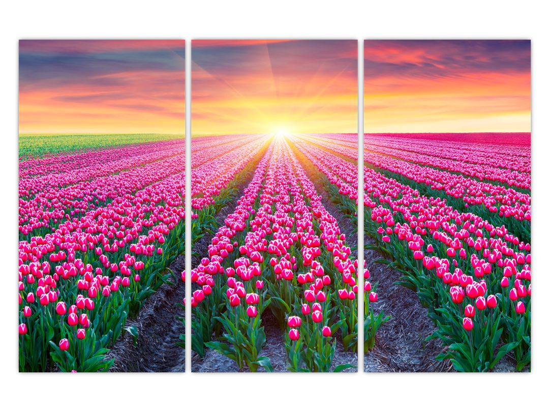 Obraz pole tulipánů se sluncem (V020554V120803PCS)