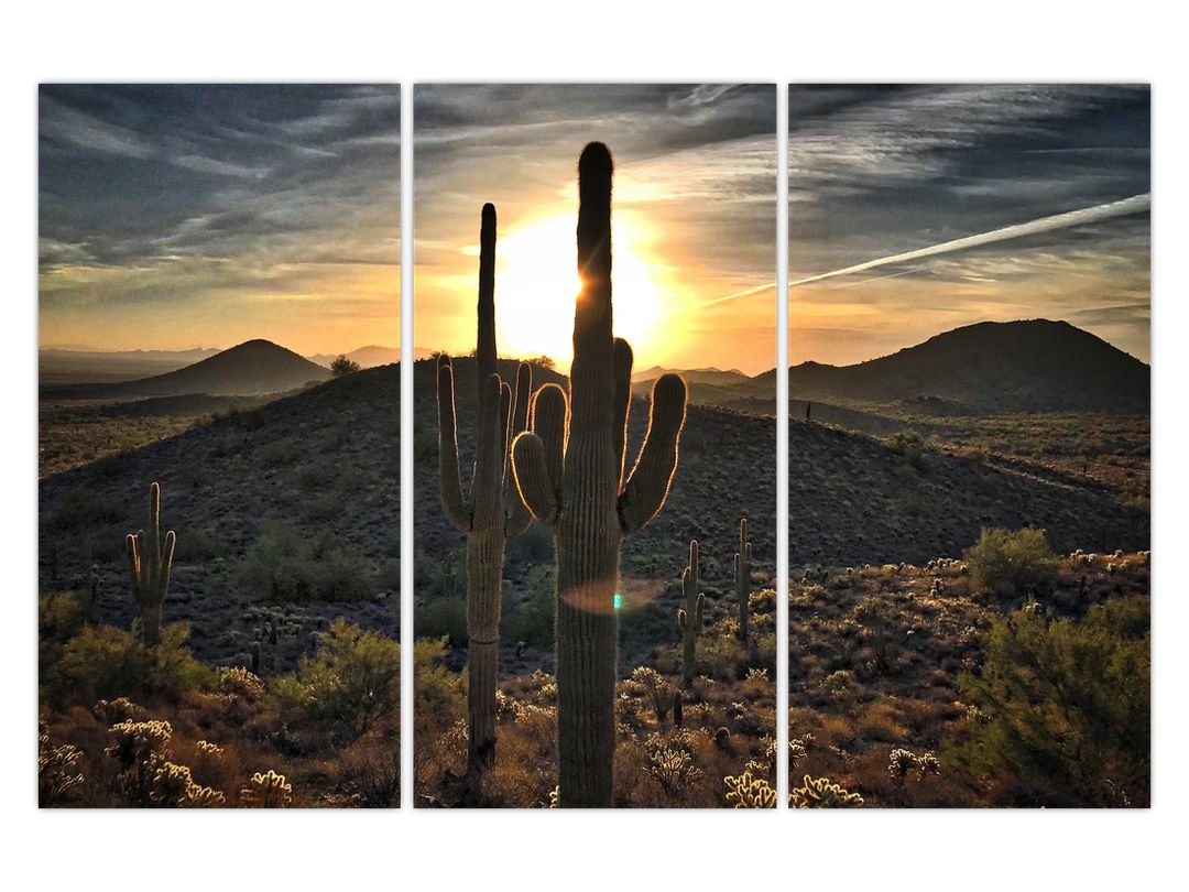 Obraz - kaktusy ve slunci (V020560V120803PCS)