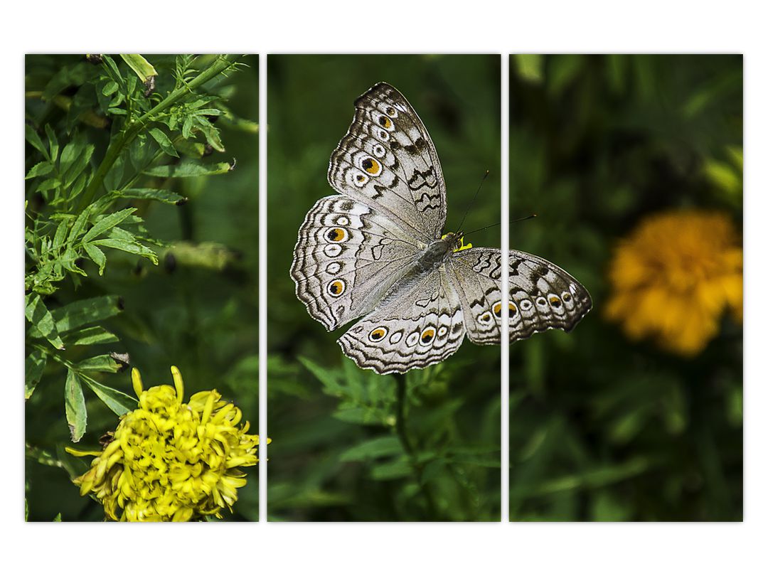 Obraz - bílý motýl (V020576V120803PCS)