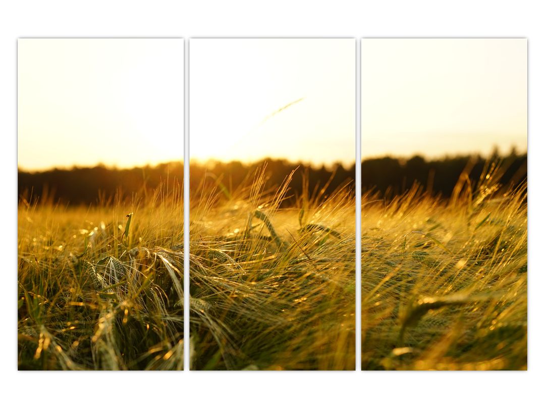 Obraz orosené trávy (V020584V120803PCS)