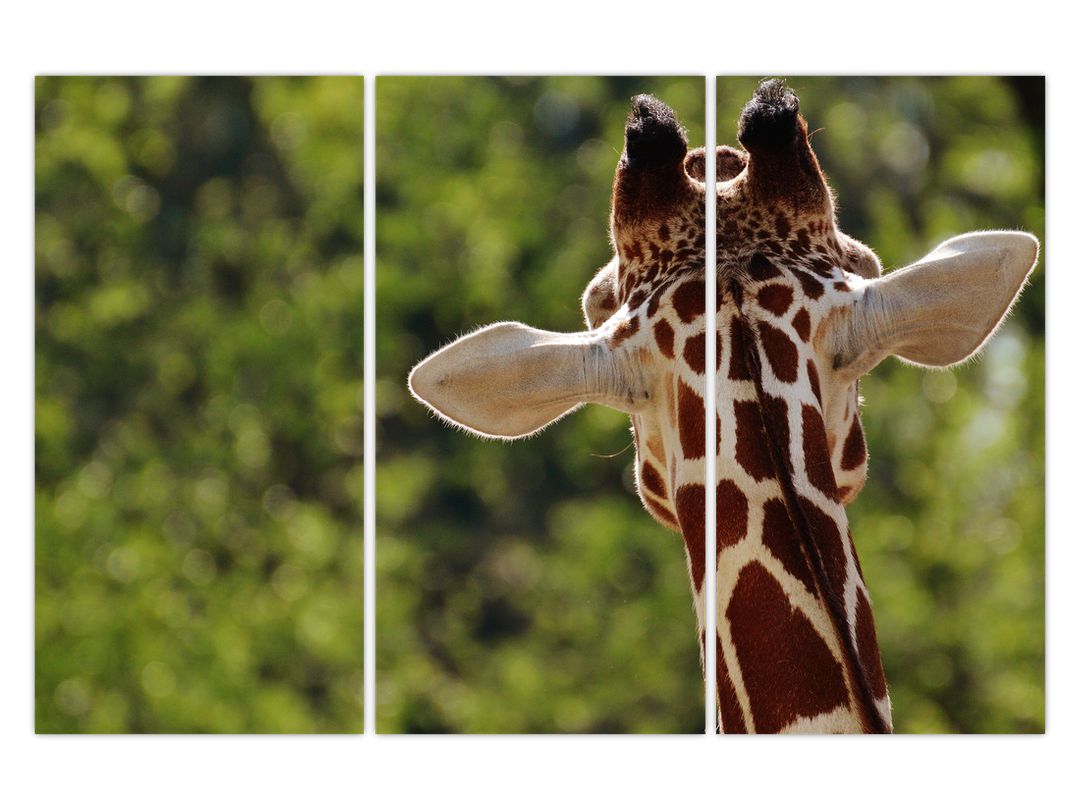 Obraz žirafy zezadu (V020638V120803PCS)