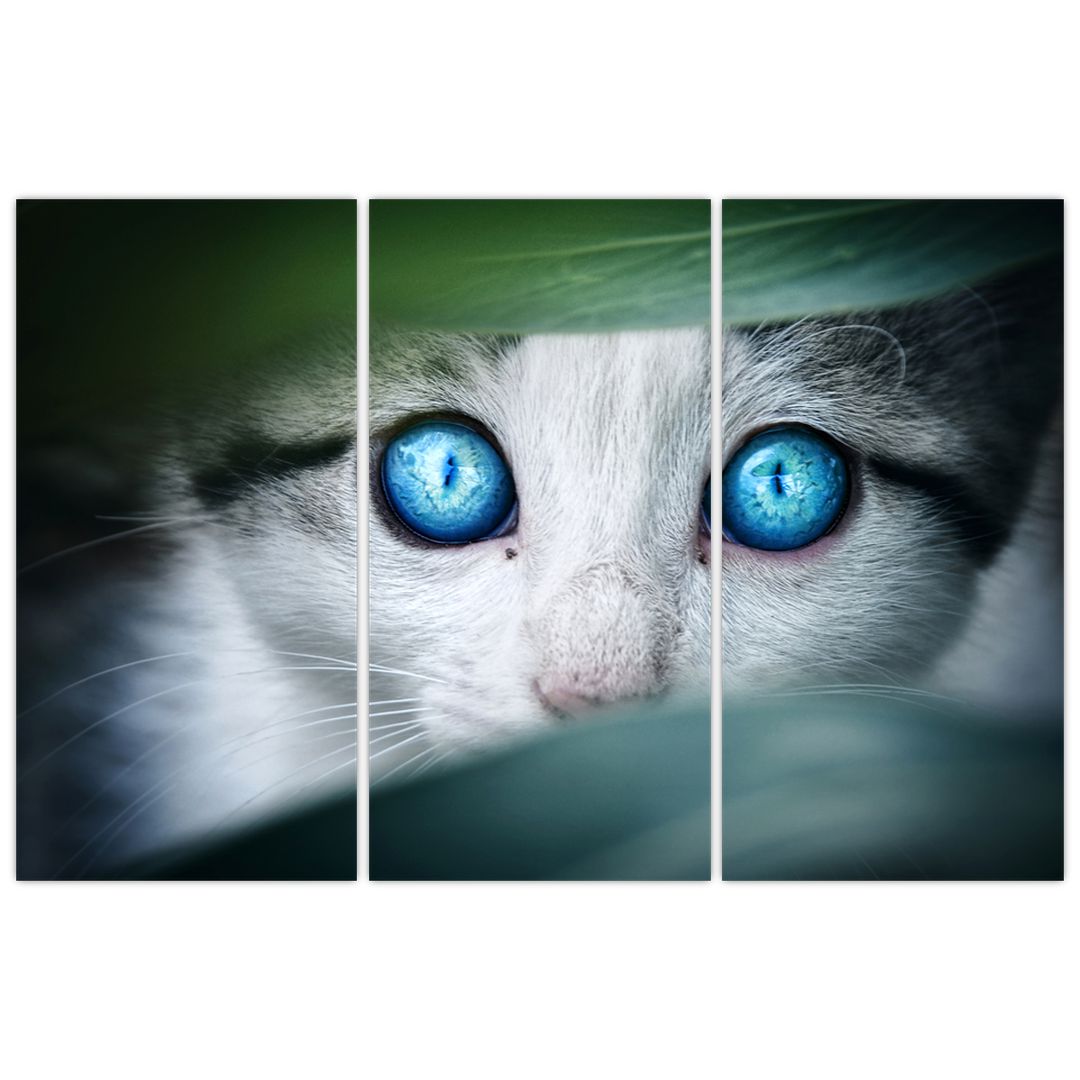 Obraz kočky (V020944V120803PCS)