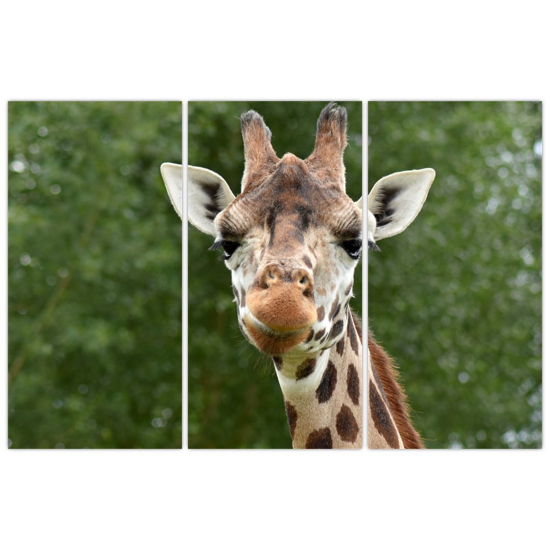 Obraz žirafy (V020969V120803PCS)