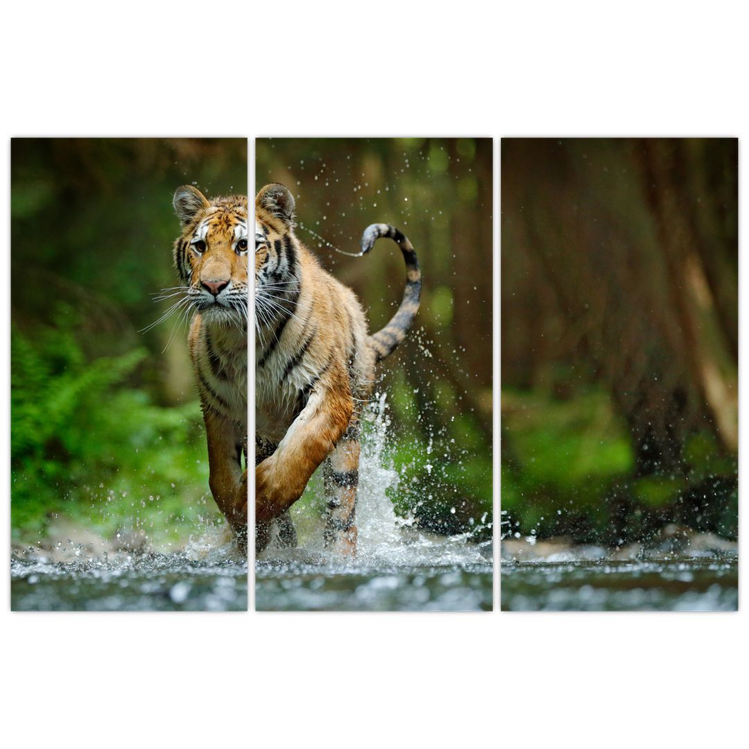 Obraz běžícího tygra (V020979V120803PCS)