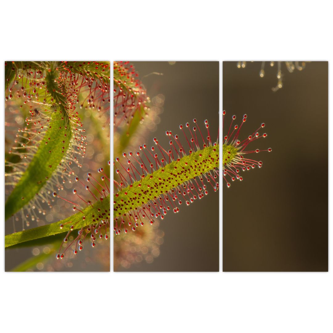 Obraz rostliny (V020984V120803PCS)
