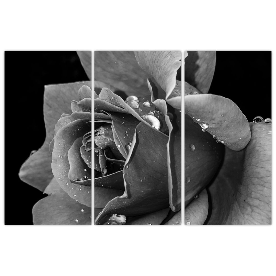 Tablou cu trandafir - albneagră (V021394V120803PCS)