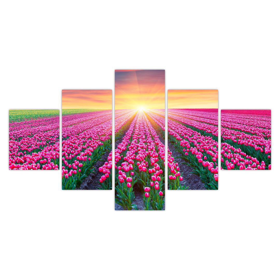Obraz pole tulipánů se sluncem (V020554V12570)