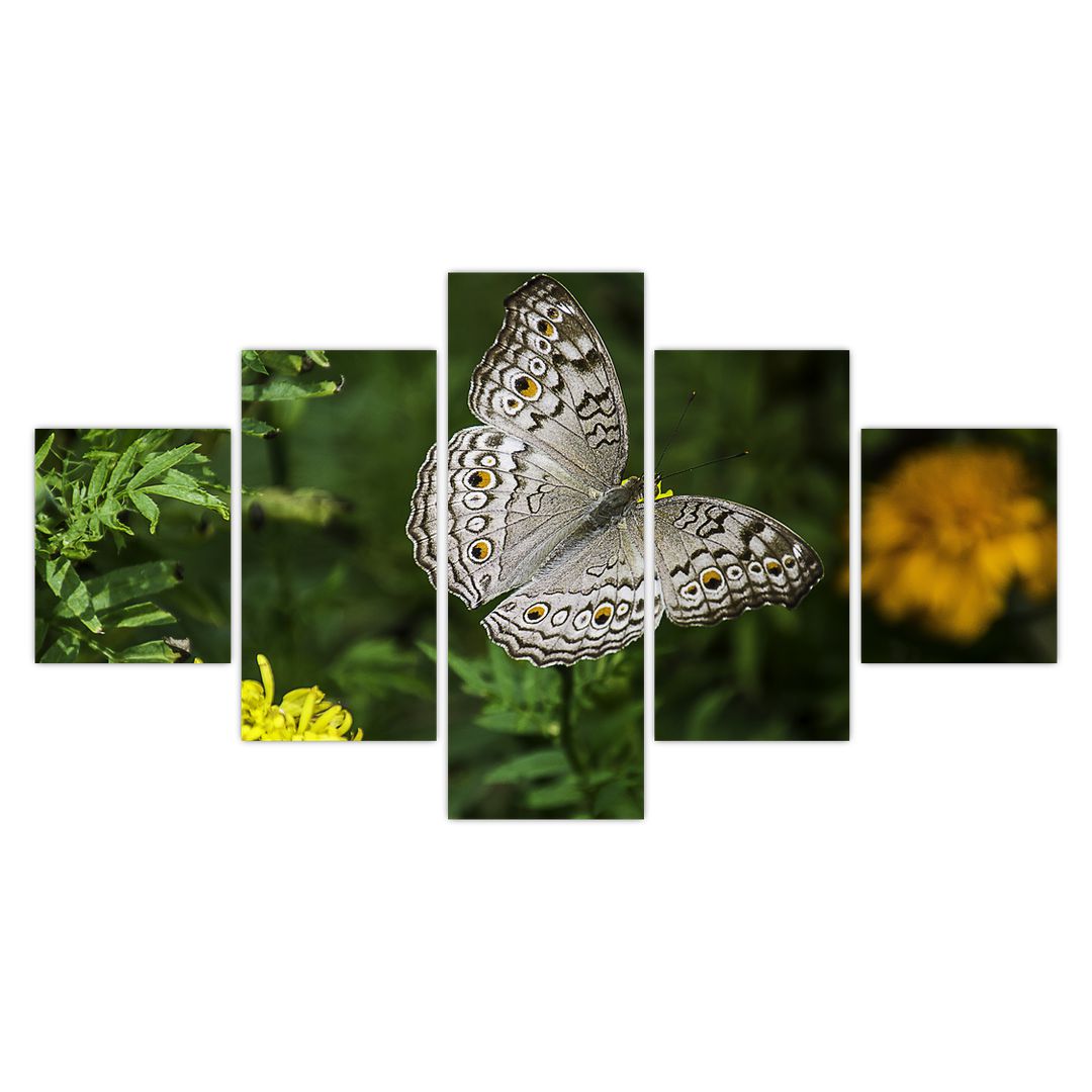 Obraz - bílý motýl (V020576V12570)