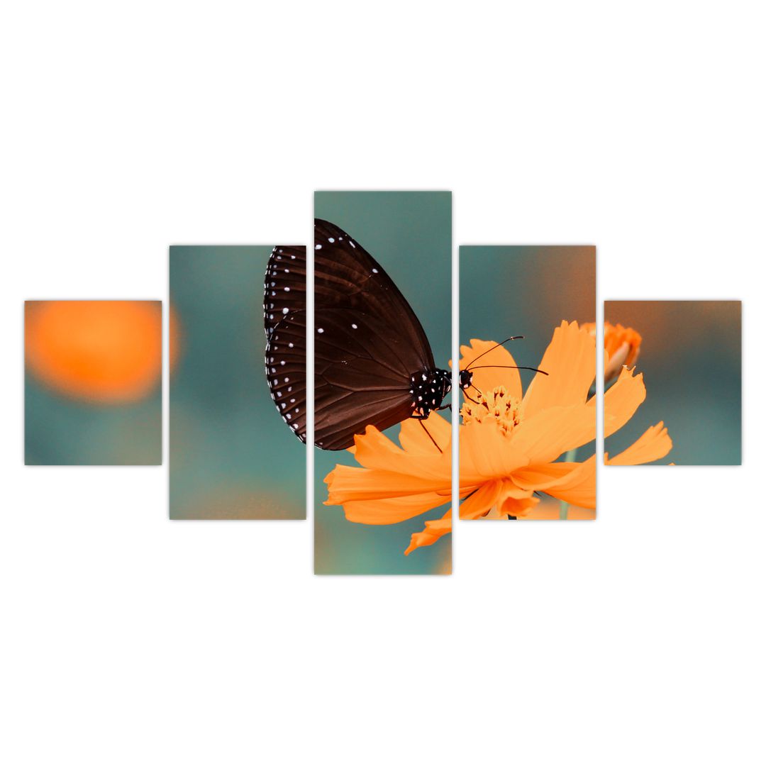 Obraz - motýl na oranžové květině (V020577V12570)