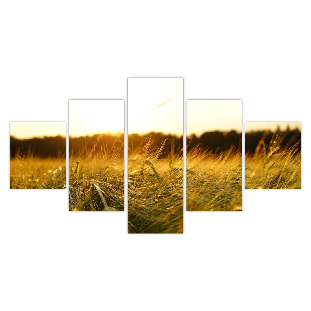 Obraz orosené trávy (V020584V12570)