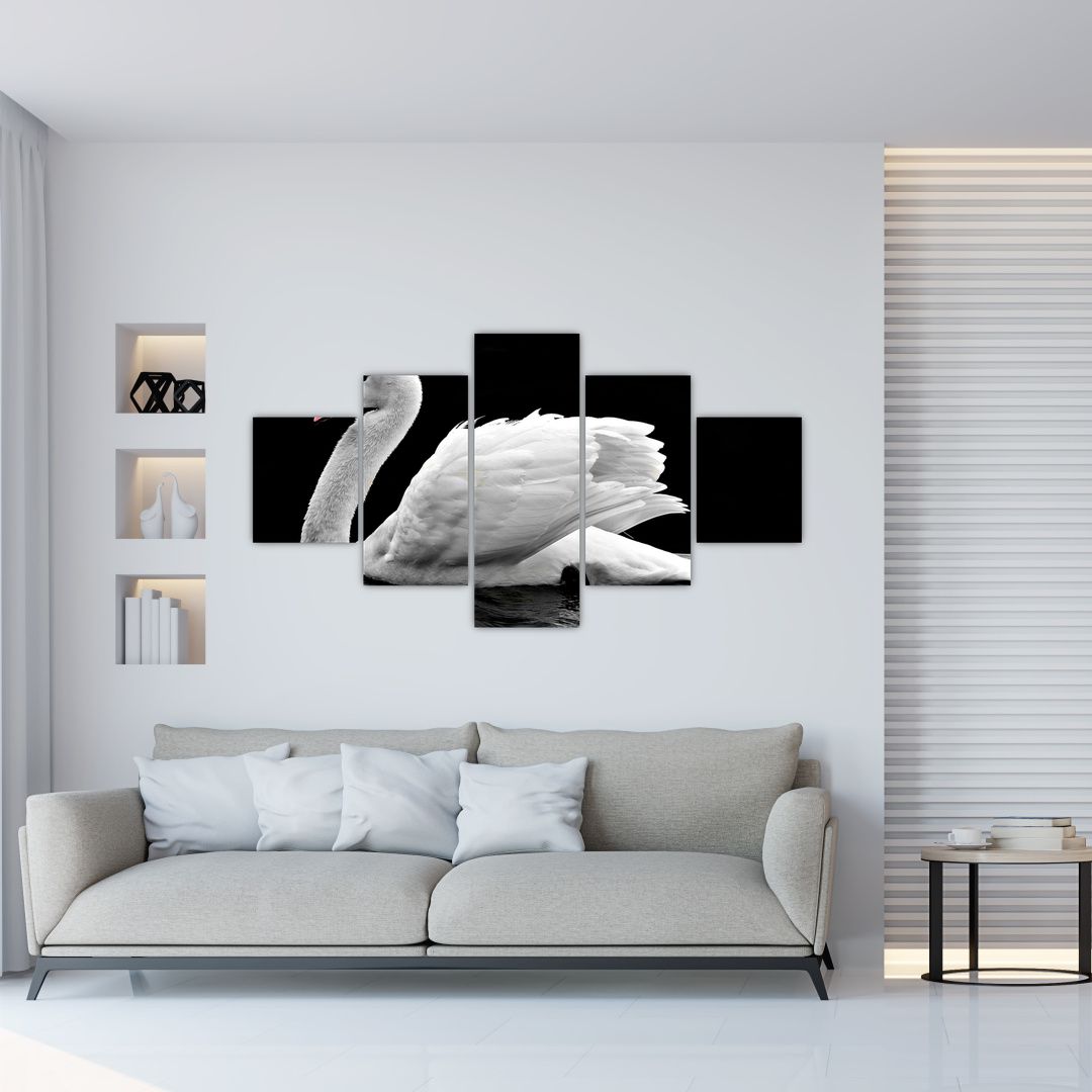 Obraz černobílé labutě (V020586V12570)