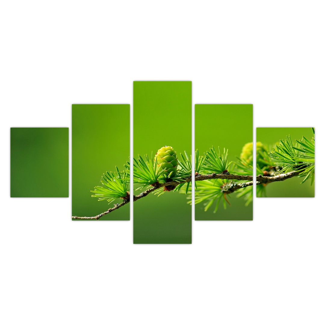 Obraz zelené šišky (V020627V12570)