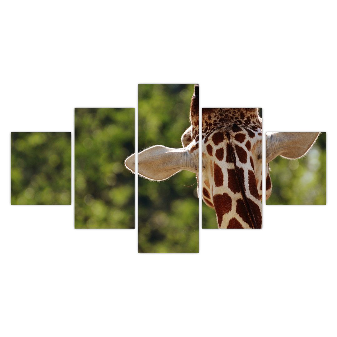 Obraz žirafy zezadu (V020638V12570)