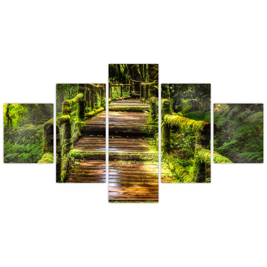 Obraz schodů v deštném pralese (V020941V12570)