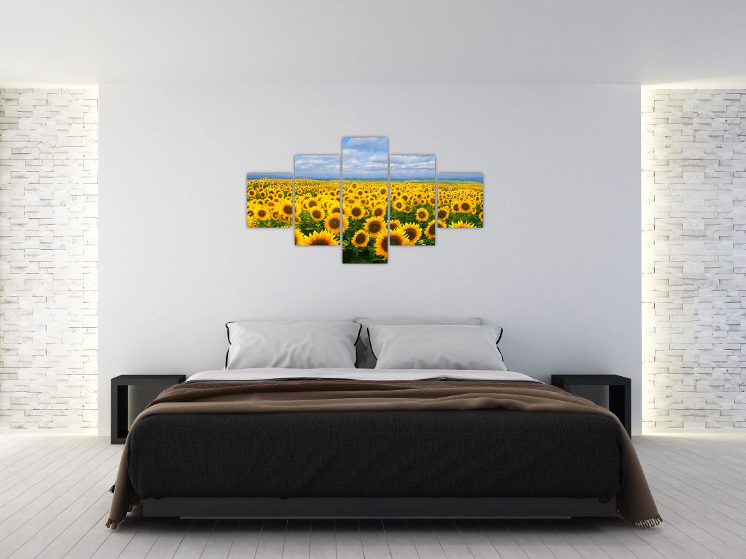 Obraz slunečnicového pole (V020946V12570)