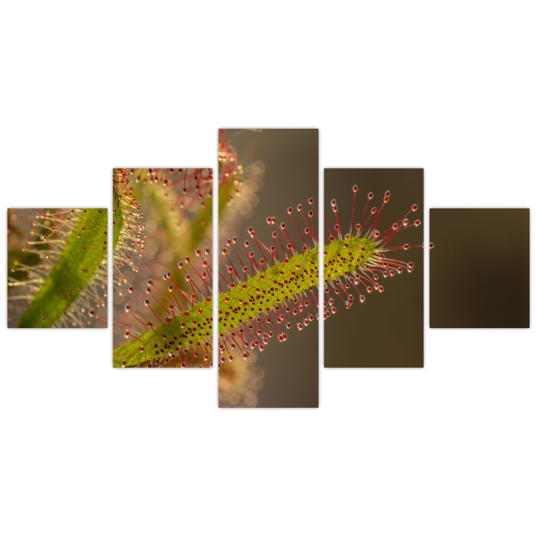 Obraz rostliny (V020984V12570)