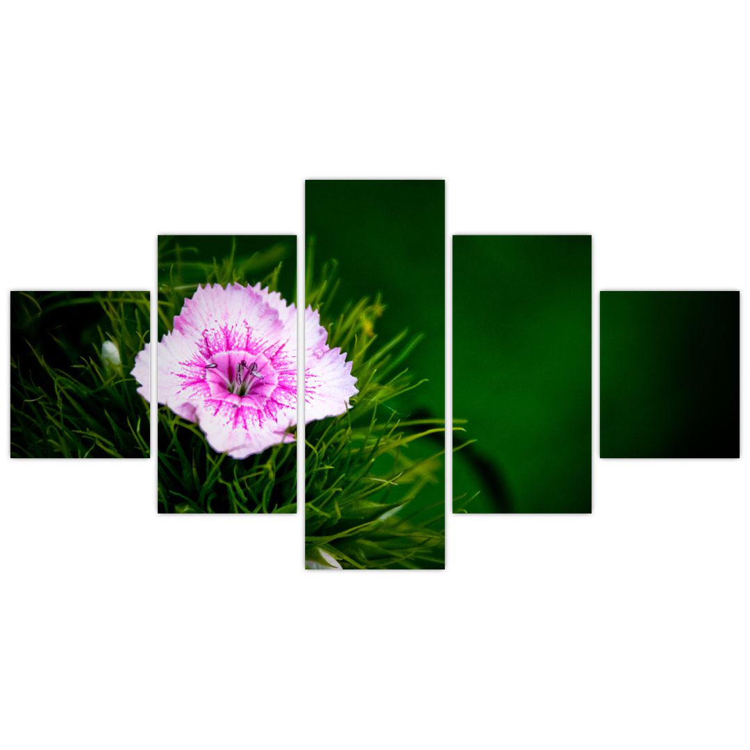 Obraz růžového květu (V020990V12570)