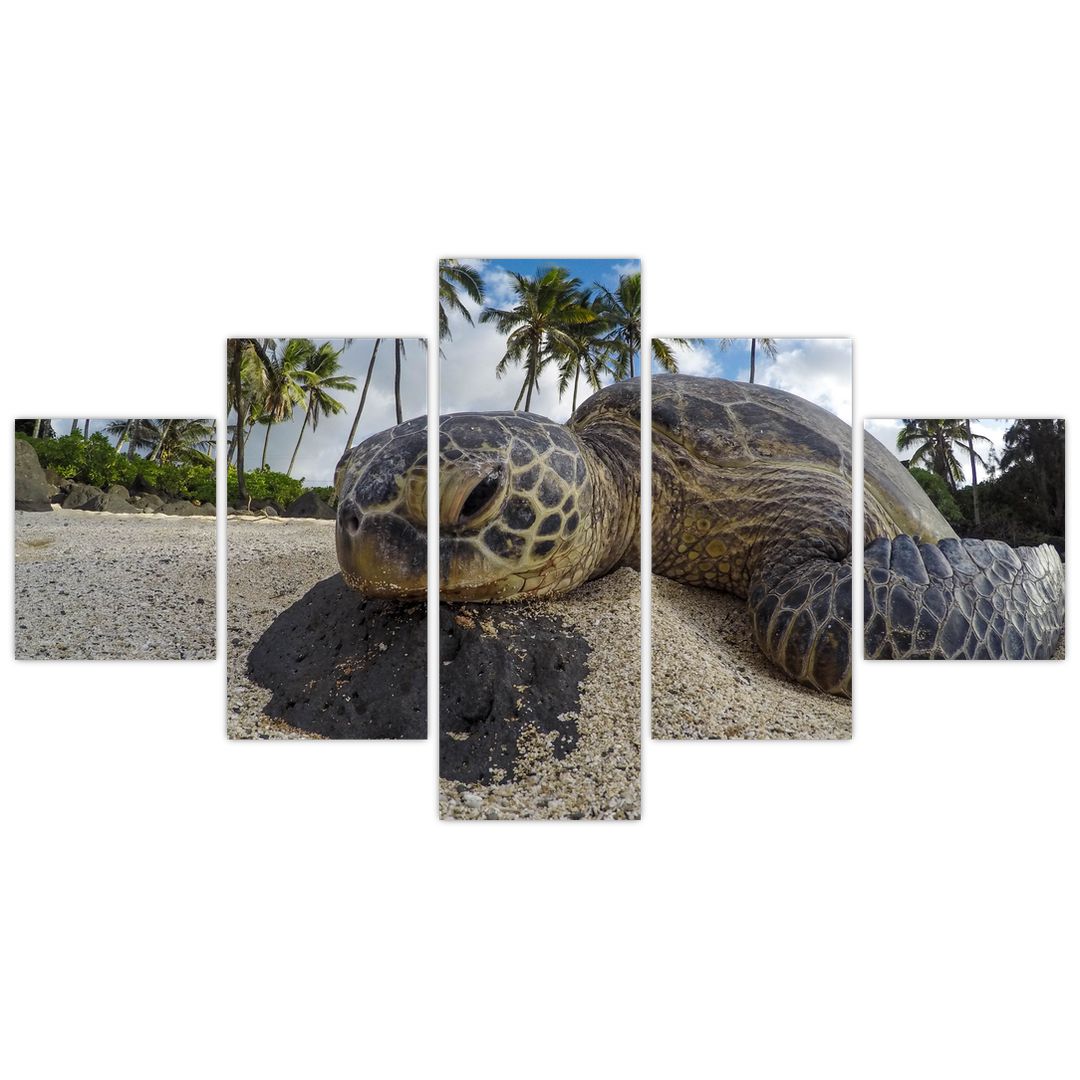 Obraz želvy (V020992V12570)