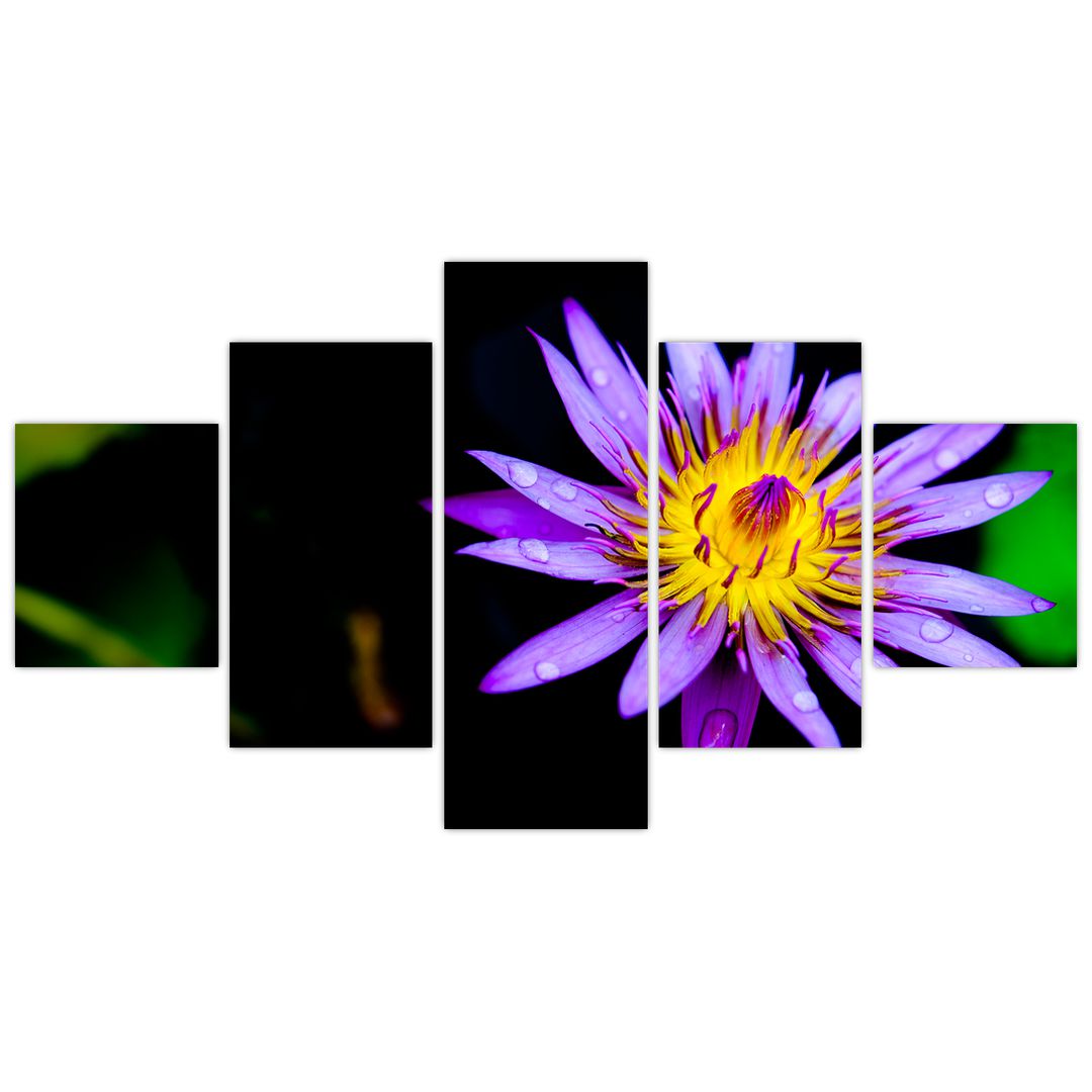 Obraz květiny (V021017V12570)