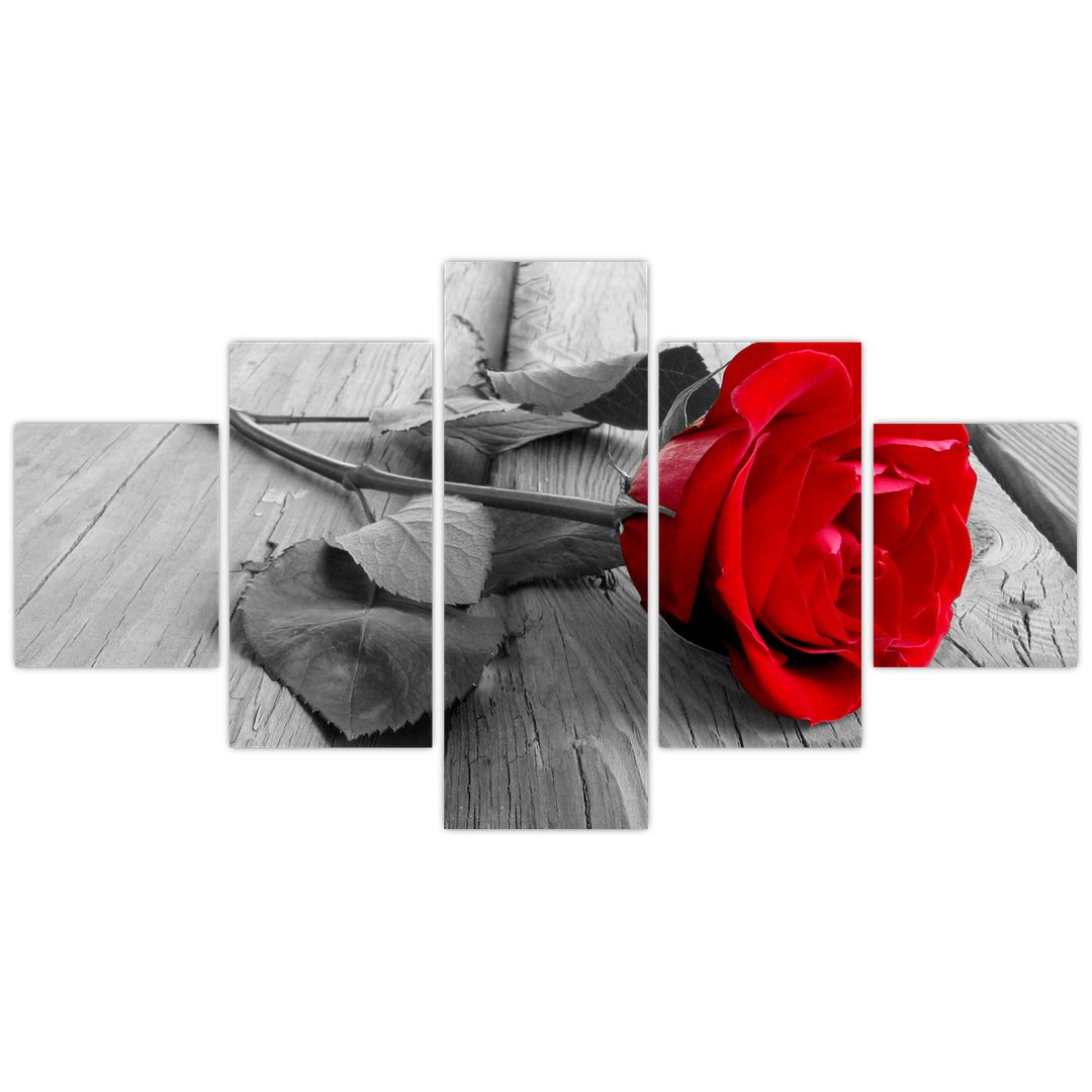 Obraz czerwonej róży (V022288V12570)
