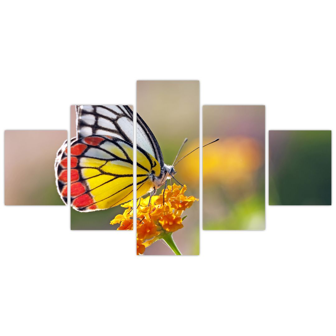 Obraz motýla na květu (V022330V12570)