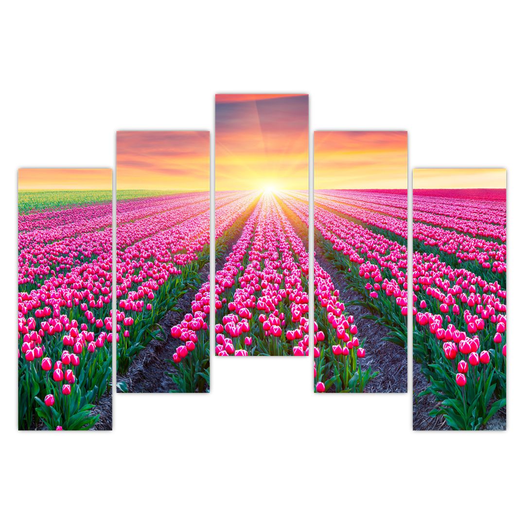 Obraz pole tulipánů se sluncem (V020554V12590)