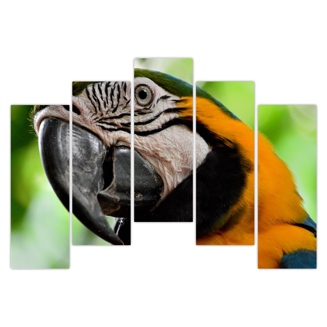 Obraz papouška (V020561V12590)