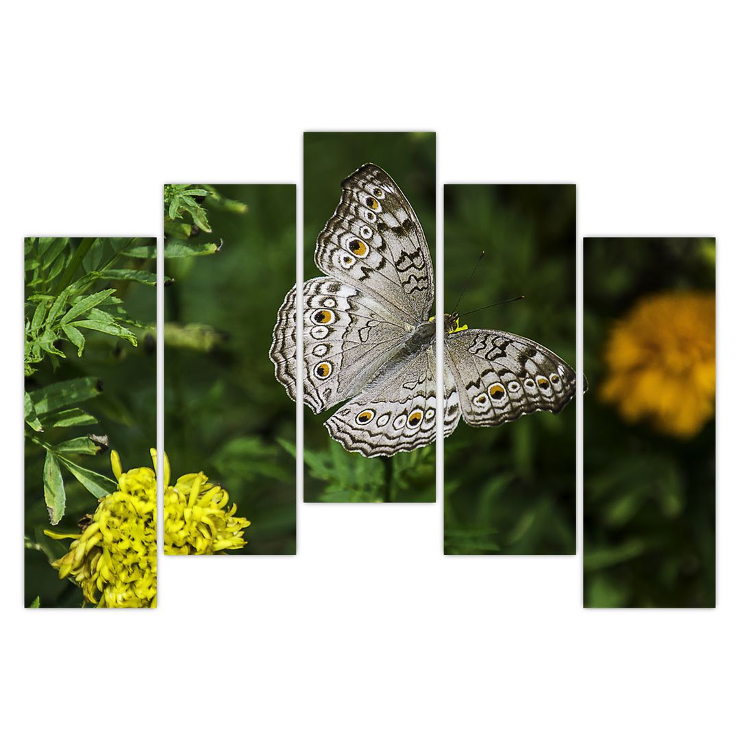 Obraz - bílý motýl (V020576V12590)