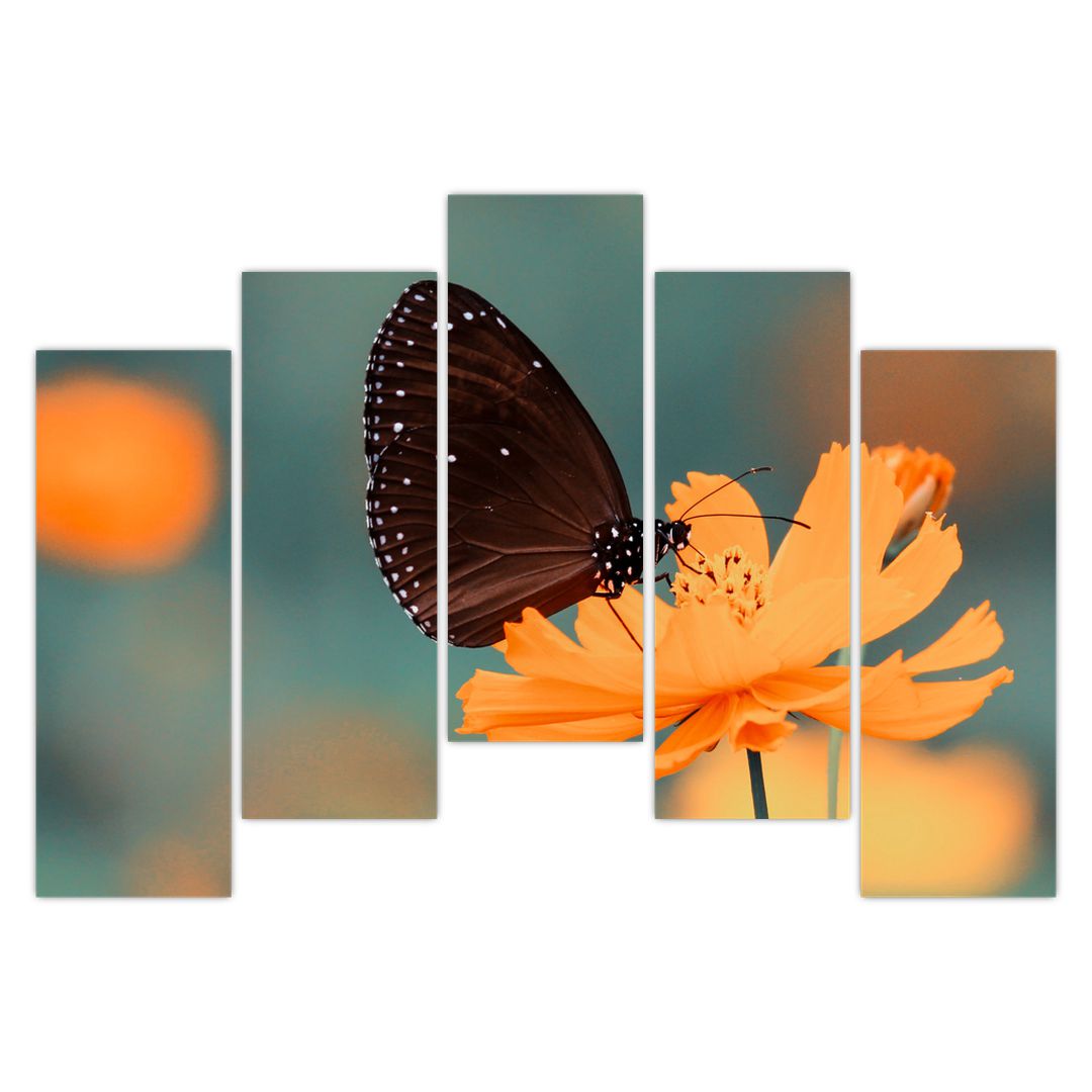 Obraz - motýl na oranžové květině (V020577V12590)