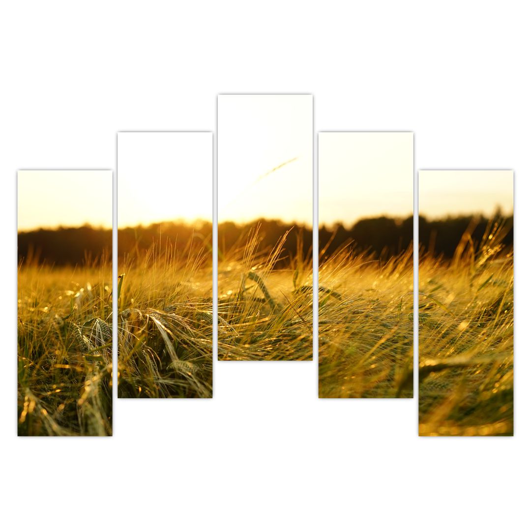 Obraz orosené trávy (V020584V12590)