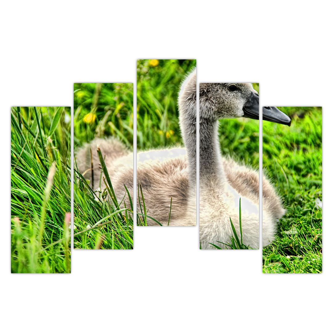 Obraz - malá labuť v trávě (V020585V12590)