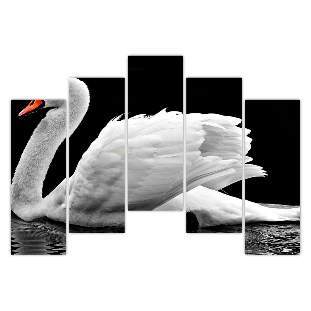 Obraz černobílé labutě (V020586V12590)