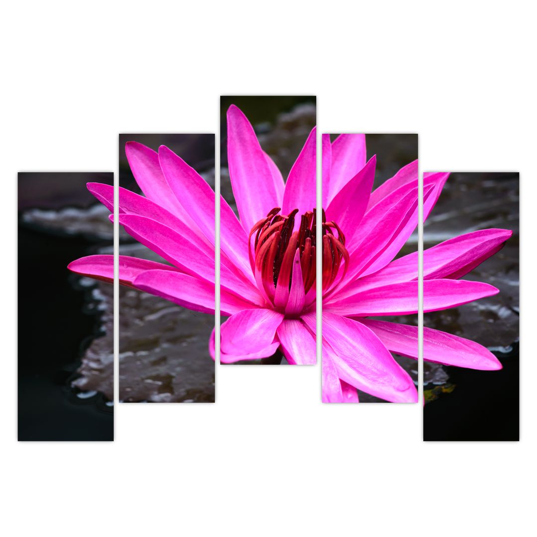 Obraz - růžový květ (V020636V12590)