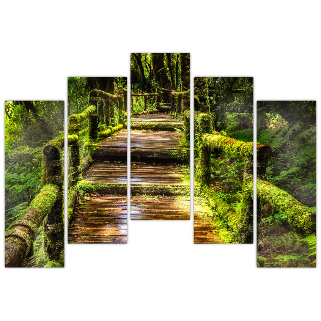 Obraz schodů v deštném pralese (V020941V12590)