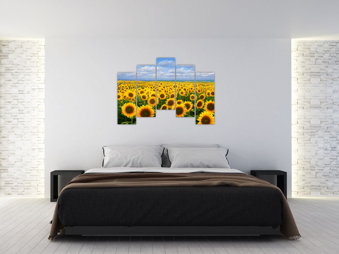 Obraz slunečnicového pole (V020946V12590)