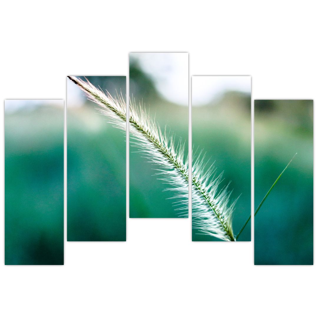 Obraz stébla trávy (V020962V12590)