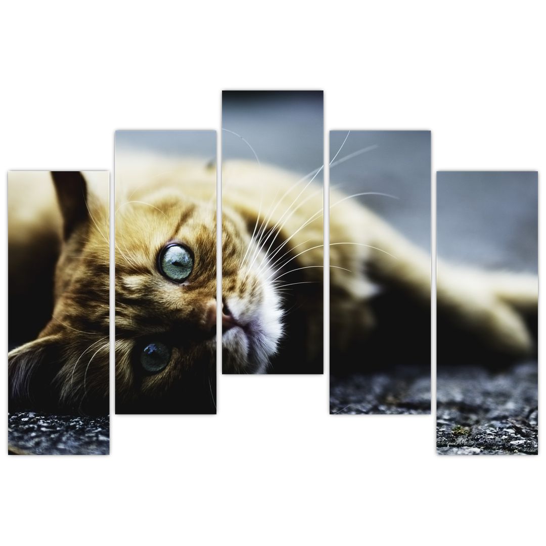 Obraz kočky (V020963V12590)