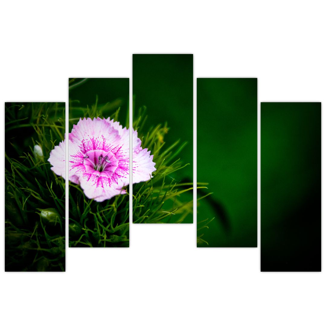Obraz růžového květu (V020990V12590)