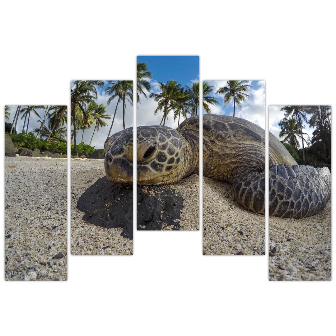 Obraz želvy (V020992V12590)