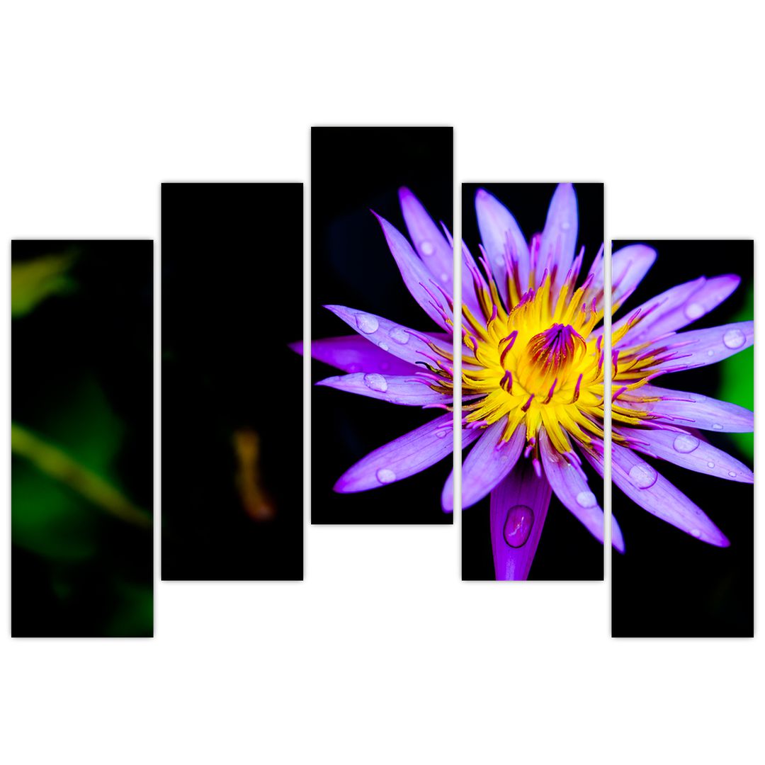 Obraz květiny (V021017V12590)
